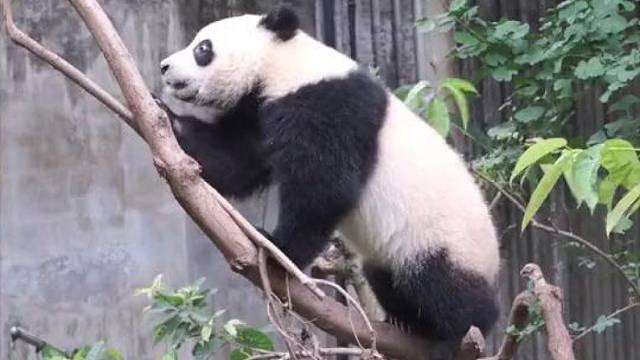 给大家表演个才艺