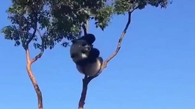 熊猫爬树有多厉害