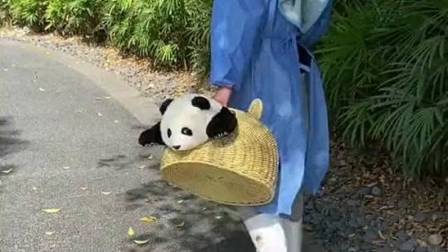 我还以为这是个玩偶呢