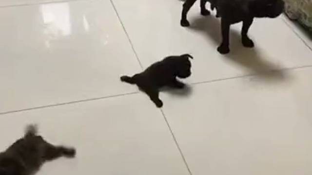 说了不能近亲结婚你不信