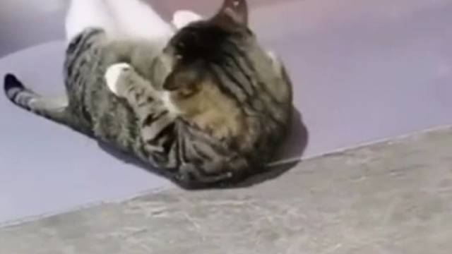 自律的猫有多可怕