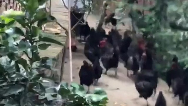 黑凤乌鸡--三天汇聚一枚鸡蛋绿壳蛋农家自种青蔬配本地玉米小麦黄豆（非转基因）