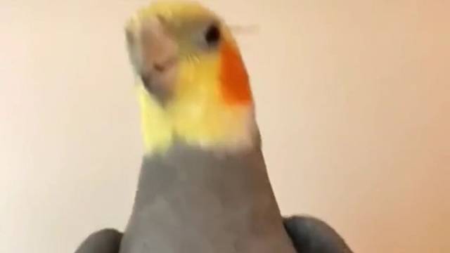 来自樱老大的召唤