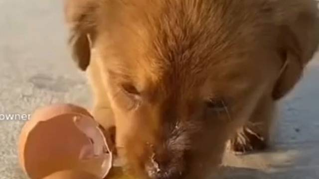 这兄弟是当不了了