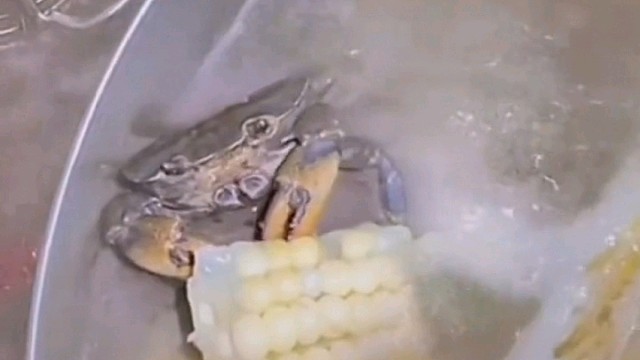 满级物种:舒服一秒是一秒