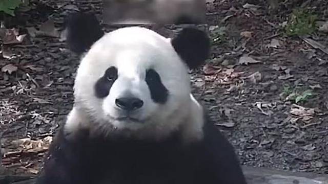 熊猫玩水有多嗨