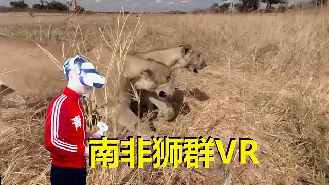 VR视频南非狮群