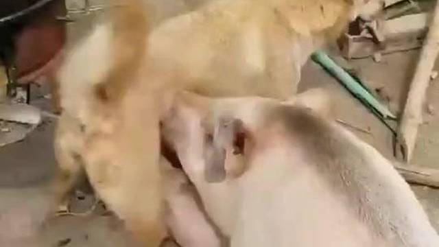 如果不是亲眼所见，我是万万没想到啊