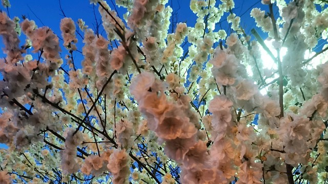 平生所愿皆是你