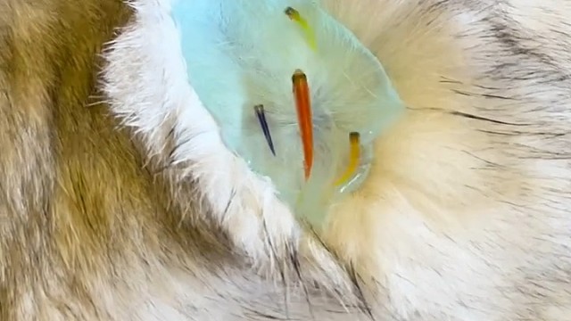 以后可以自产自销了