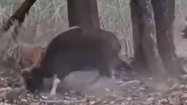 野牛身处险境，生死关头又遇上一个猪队友