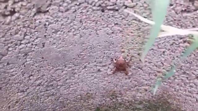 一只不愿坐井观天的蛤蟆