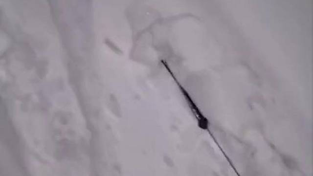 谁还没个宠物溜了