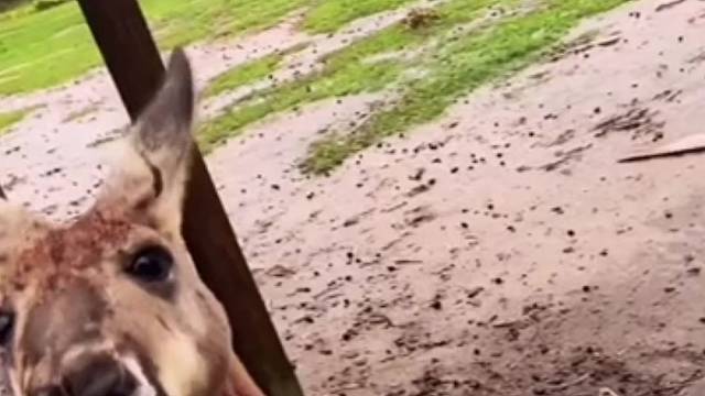 一个能打的都没有