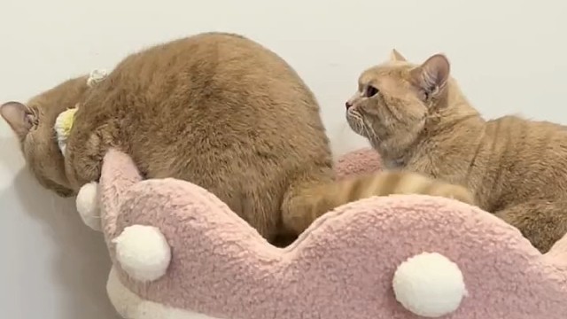 一定要看到最后