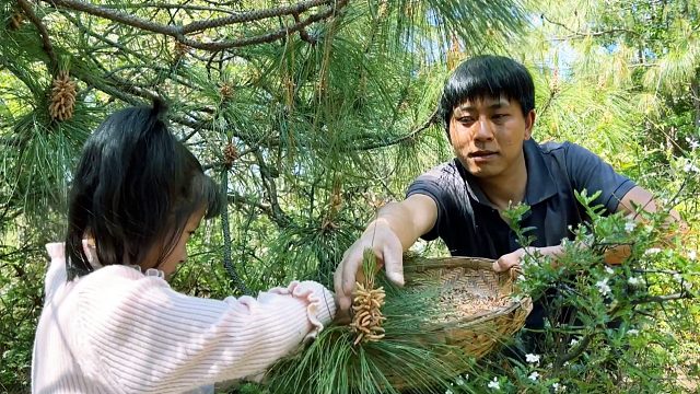 农村媳妇怀了二胎，父女上山采松花粉，看看有什么用途
