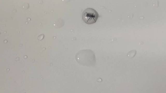 被一滴水困住的虫子