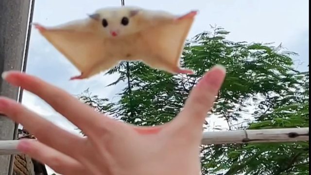 馄饨皮飞起来了