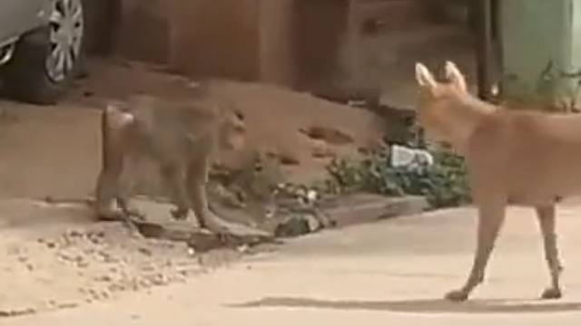 这猴子之前经历了什么