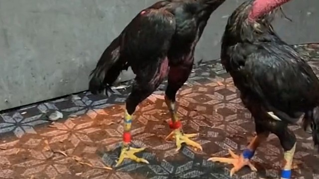 大将军虎虎生风