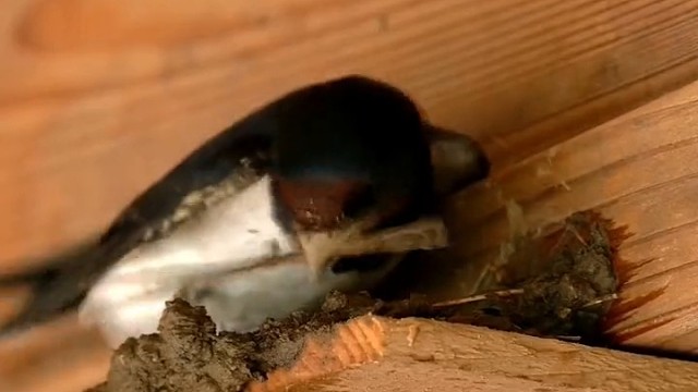 鸟类中的顶级建筑大师燕子