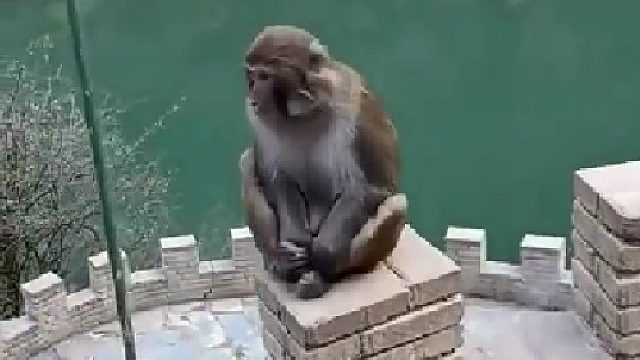 猴哥：廉者不受嗟来之食。