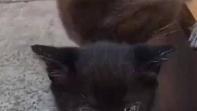 被rua半天才发现不认识！