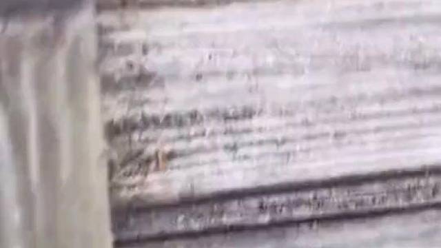 还没断奶的小牛牛