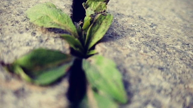 大學(xué)生封校生活