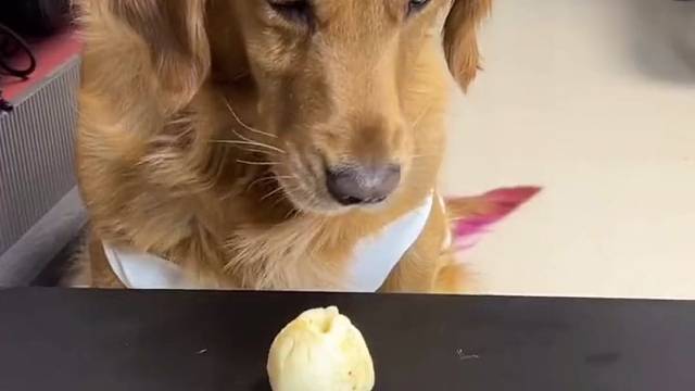 狗子：陪他演完两个都是我的[奸笑]