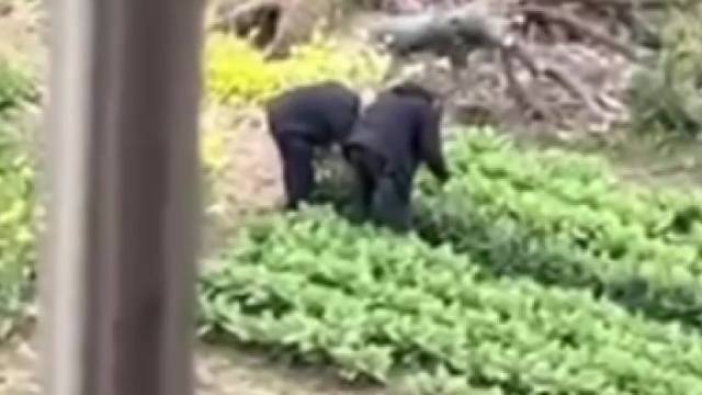 因疫情原因不能跑车的卡车司机饱受饥饿去菜地里摘菜吃，居民做好新鲜的的饭菜送过去