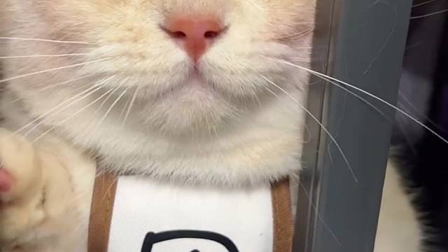 给你一组喵喵拳。