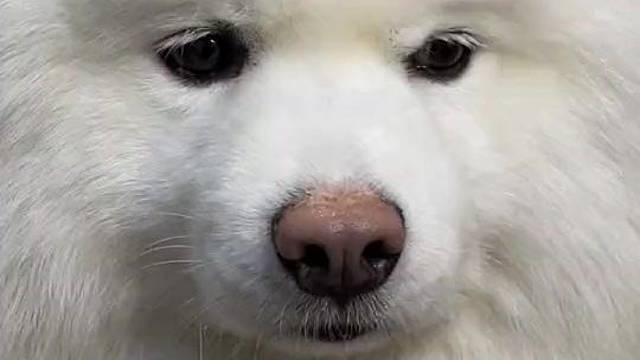 它好像有点懵圈啊！！！