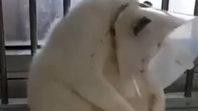 快乐再也没有了。