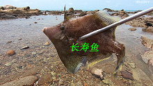 阿平赶海抓了一条特别温顺的鱼，它还有个好听的名字叫长寿鱼