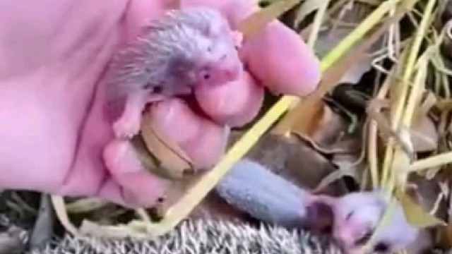 国外老爷爷救助了被困的刺猬，没想到隔三差五就来送东西，还把自己的小孩给老爷爷看