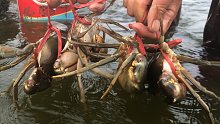 潮水刚刚退下围网边就发现大螃蟹，个头还不小，兴哥连忙抓走了