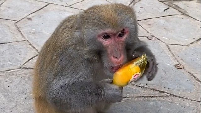 聪明的猴子，自己会吃零食