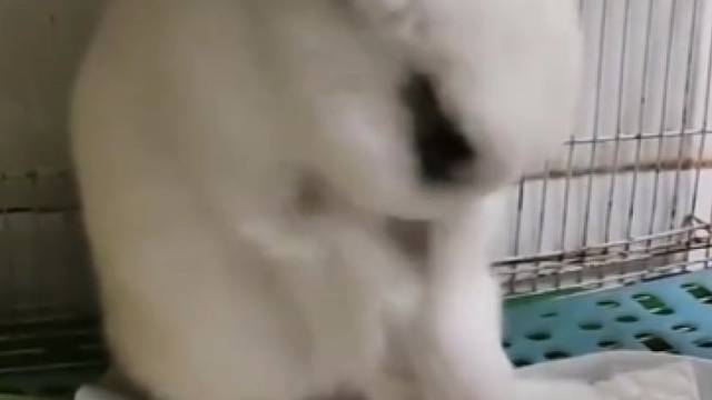 兔妈妈担心窝不够温暖，拔下自己的毛给宝宝做窝母爱不分物种！