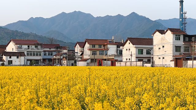 大美汉中万亩油菜花盛开，犹如金色的海洋，风景如画