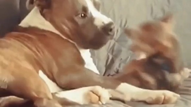 它体会到了有弟弟的赶脚