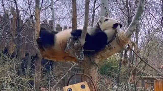 如果做只熊猫会是什么体验