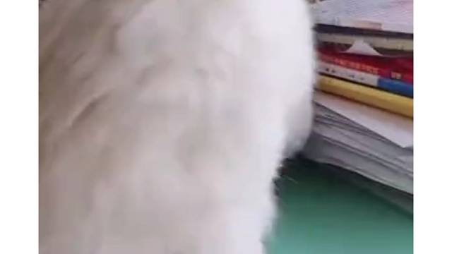 你是不是藏东西来啦