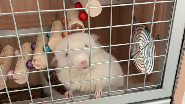 【上海被封第十四天】龙猫宝宝从一见我就躲，变成了一见我就讨饭