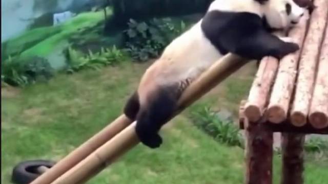 你是国宝你说了算。