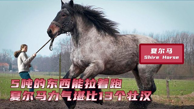 万马之王夏尔马，5吨的东西能拉着跑，力气堪比13个壮汉