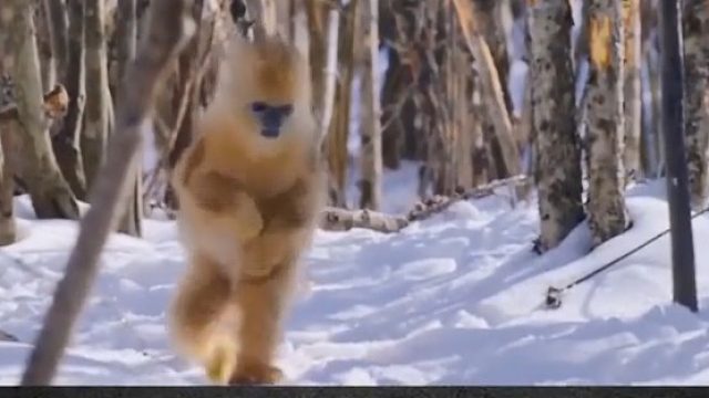 原来孙悟空真的是这样走路啊