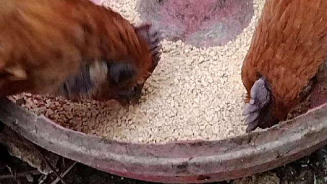 哇哦，吃的真香香