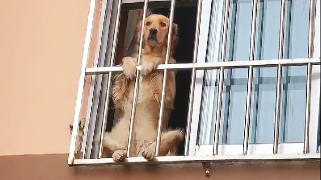隔离中的一只渴望出去玩的金毛