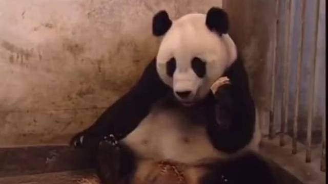 熊孩子吓了它妈一跳